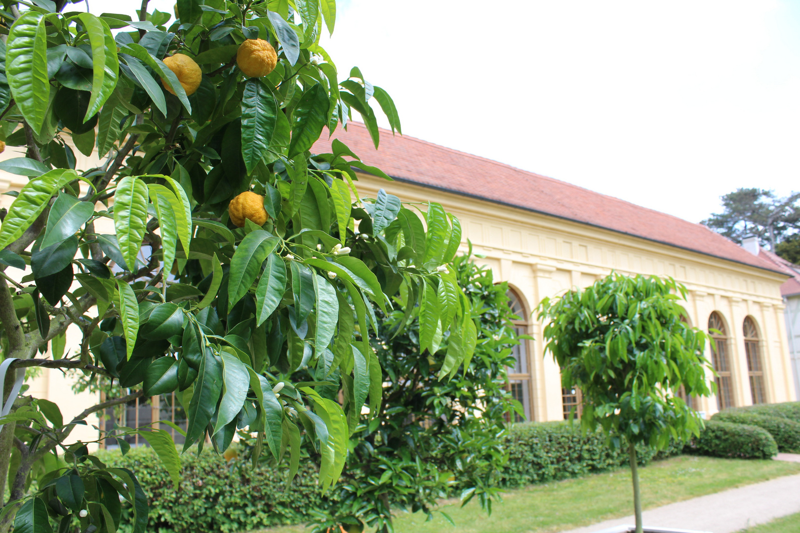 Orangerie in Dessau 