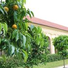 Orangerie in Dessau 