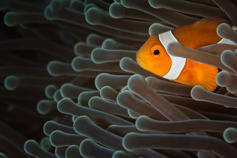 Orangeringel Anemonenfisch