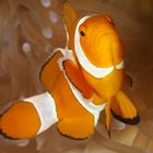 Orangeringel-Anemonenfisch