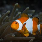 Orangeringel-Anemonenfisch