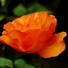 Orangerose