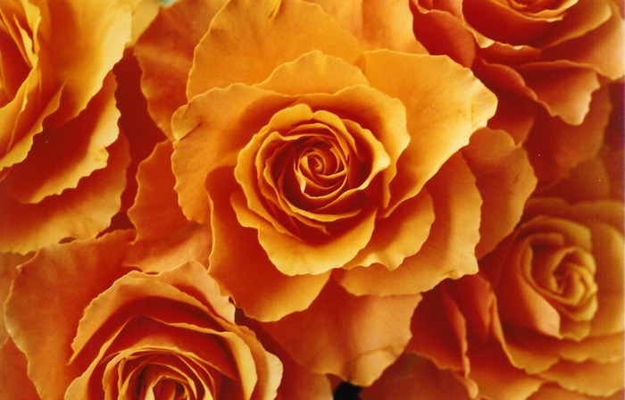 Orangerose