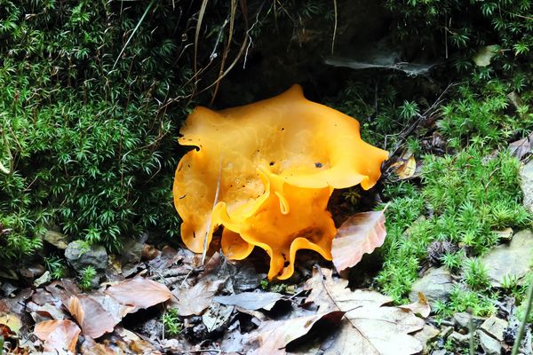 Orangerote Becherling (Aleuria aurantia)