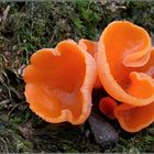 Orangerote Becherlinge (Aleuria aurantia)