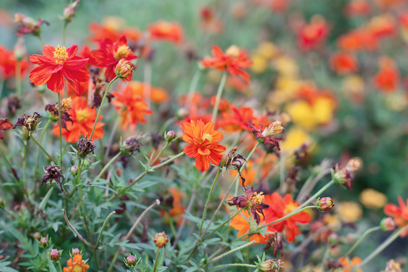 Orangerote Blumen