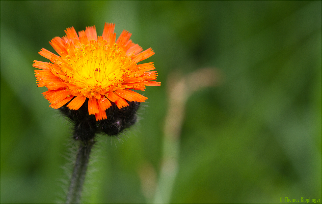 Orangerote Habichtskraut (Hieracium aurantiacum)...