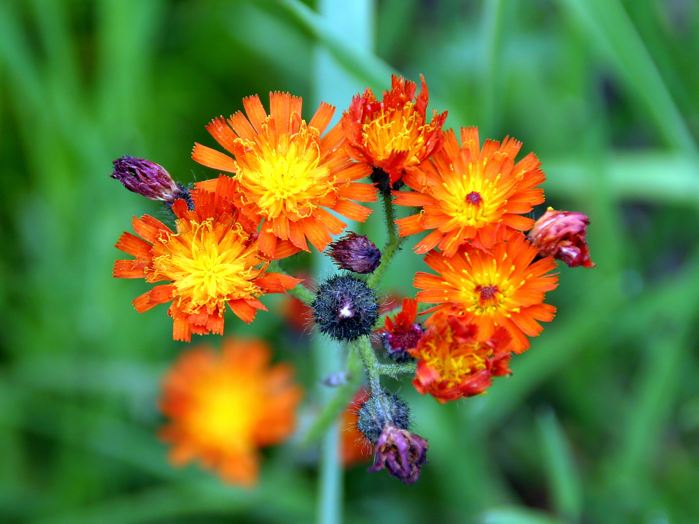 Orangerote Habichtskraut (Hieracium aurantiacum).....