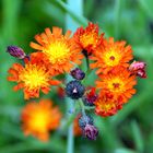 Orangerote Habichtskraut (Hieracium aurantiacum).....