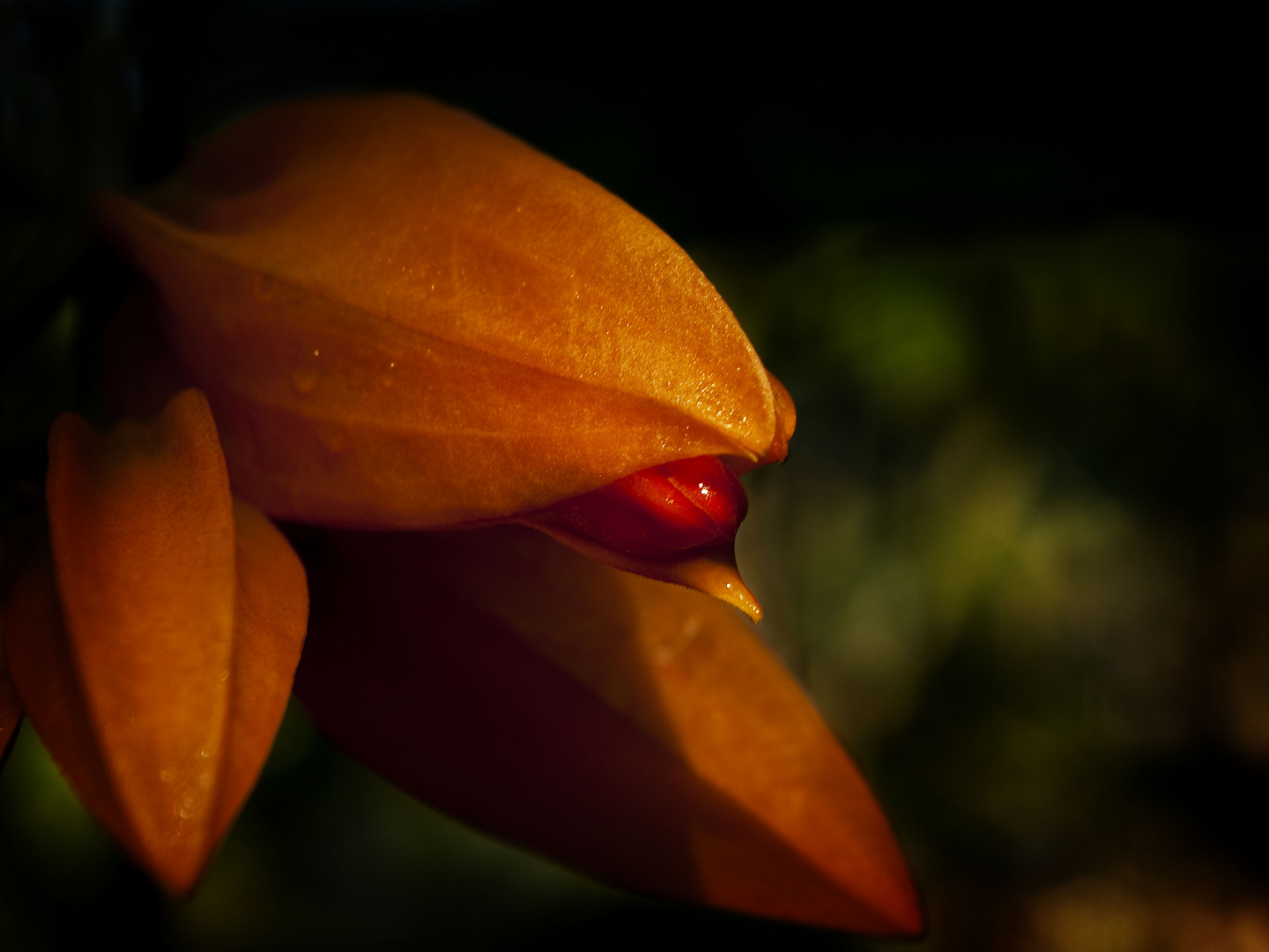 Orangerote Juanulloa (Sinnliche Blüten 2010)