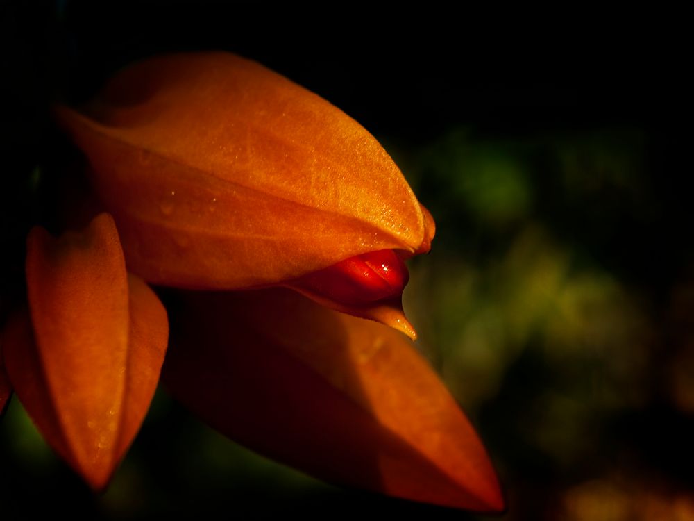 Orangerote Juanulloa (Sinnliche Blüten 2010)