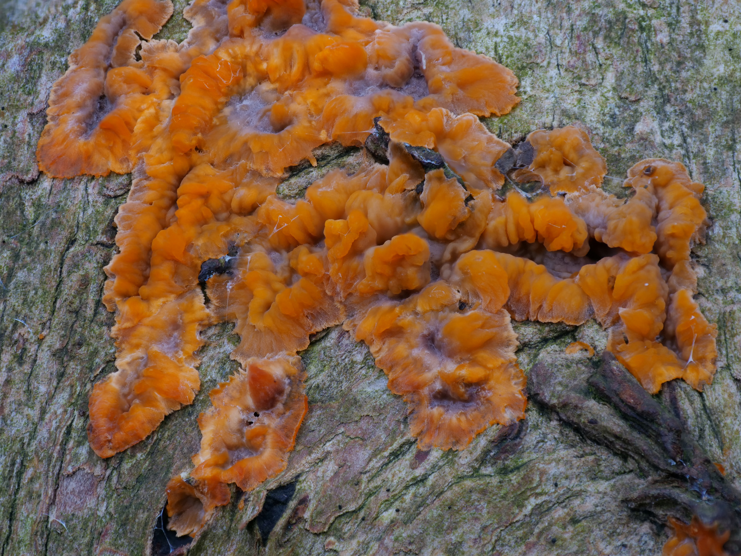 Orangerote Kammpilz_Phlebia radiata