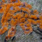 Orangerote Kammpilz_Phlebia radiata