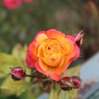 orangerote Rose