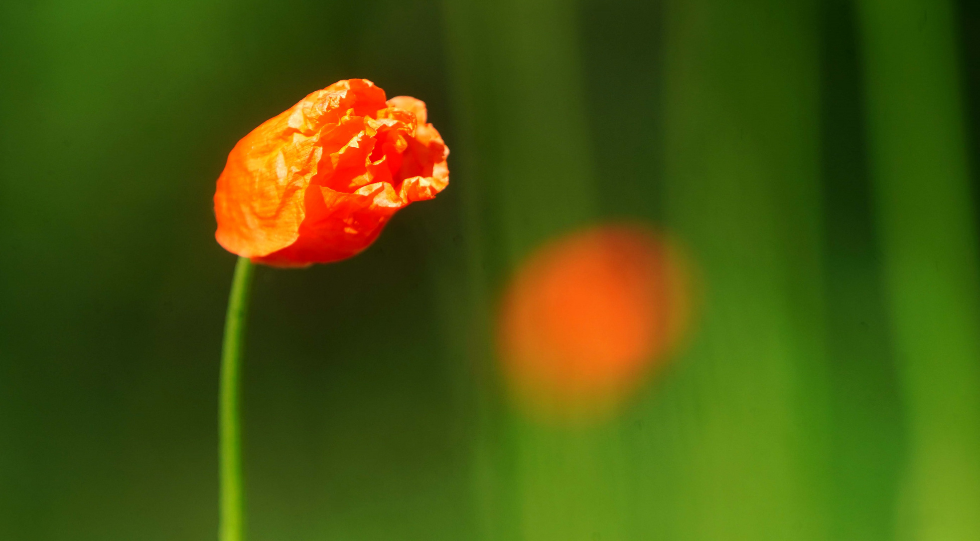 Orangerote Schönheit