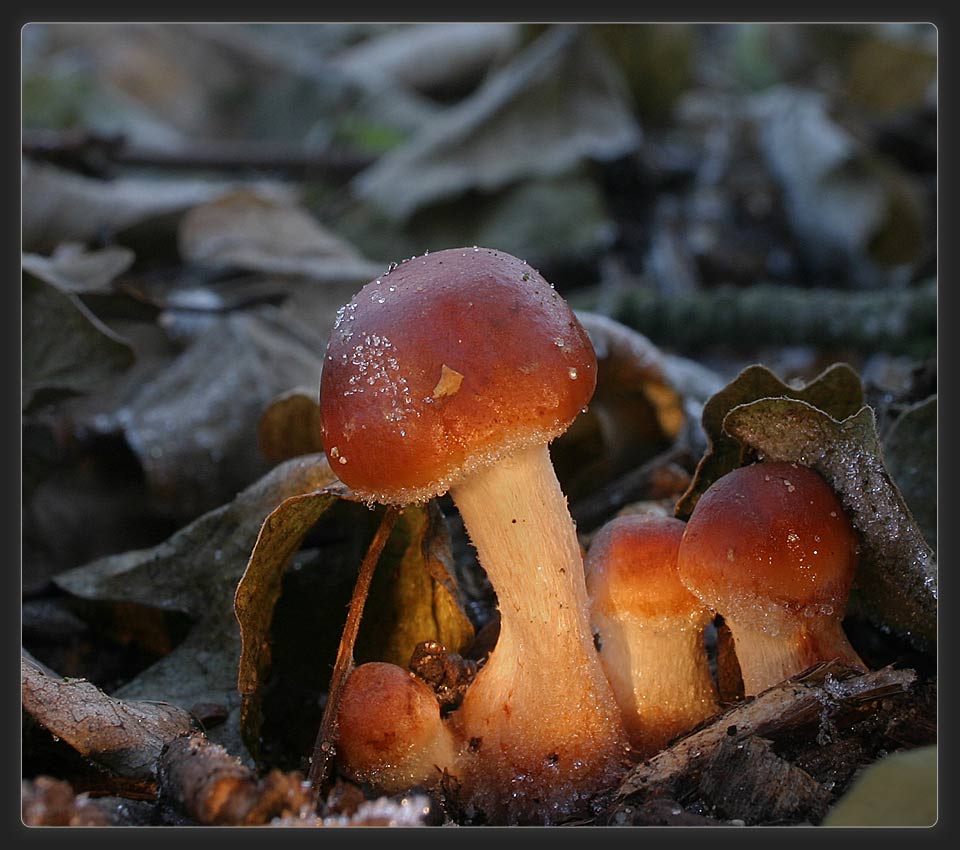 orangerote Träuschlinge