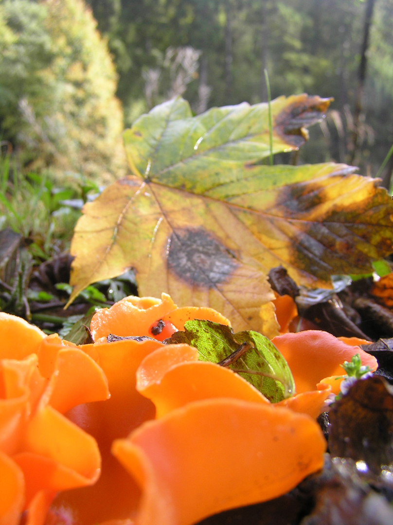 Orangeroter Becherling im Herbst