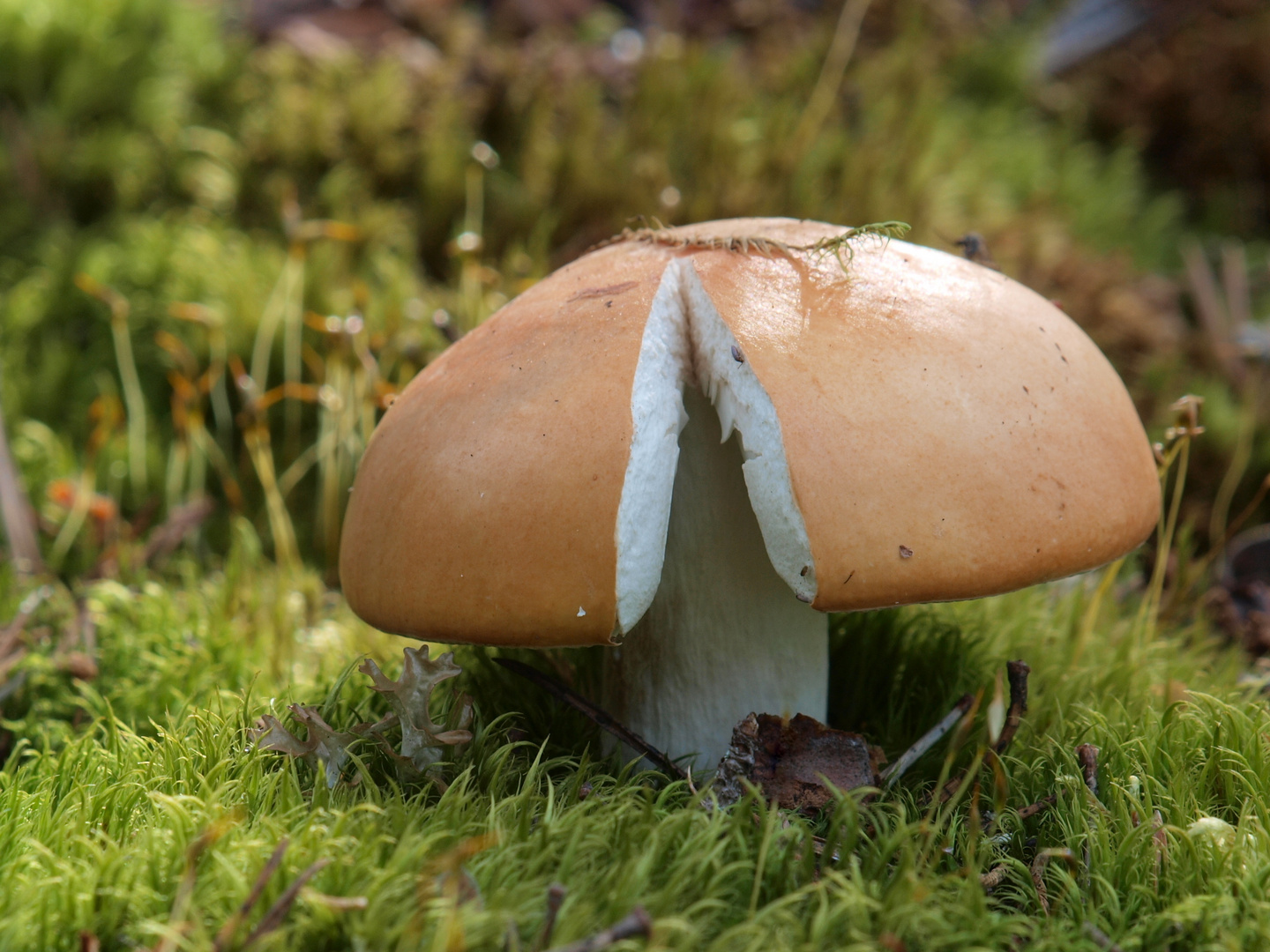 Orangeroter Graustieltäubling - Russula decolorans