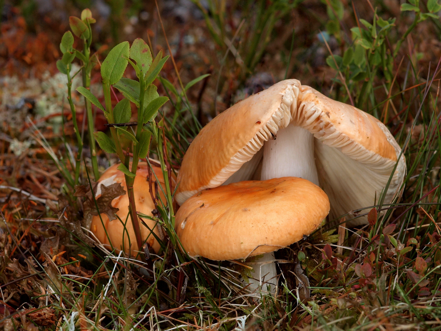 Orangeroter Graustieltäubling (Russula decolorans)