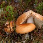 Orangeroter Graustieltäubling (Russula decolorans)