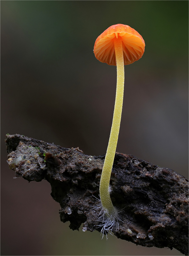 Orangeroter Helmling (MYCENA ACICULA )