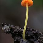 Orangeroter Helmling (MYCENA ACICULA )