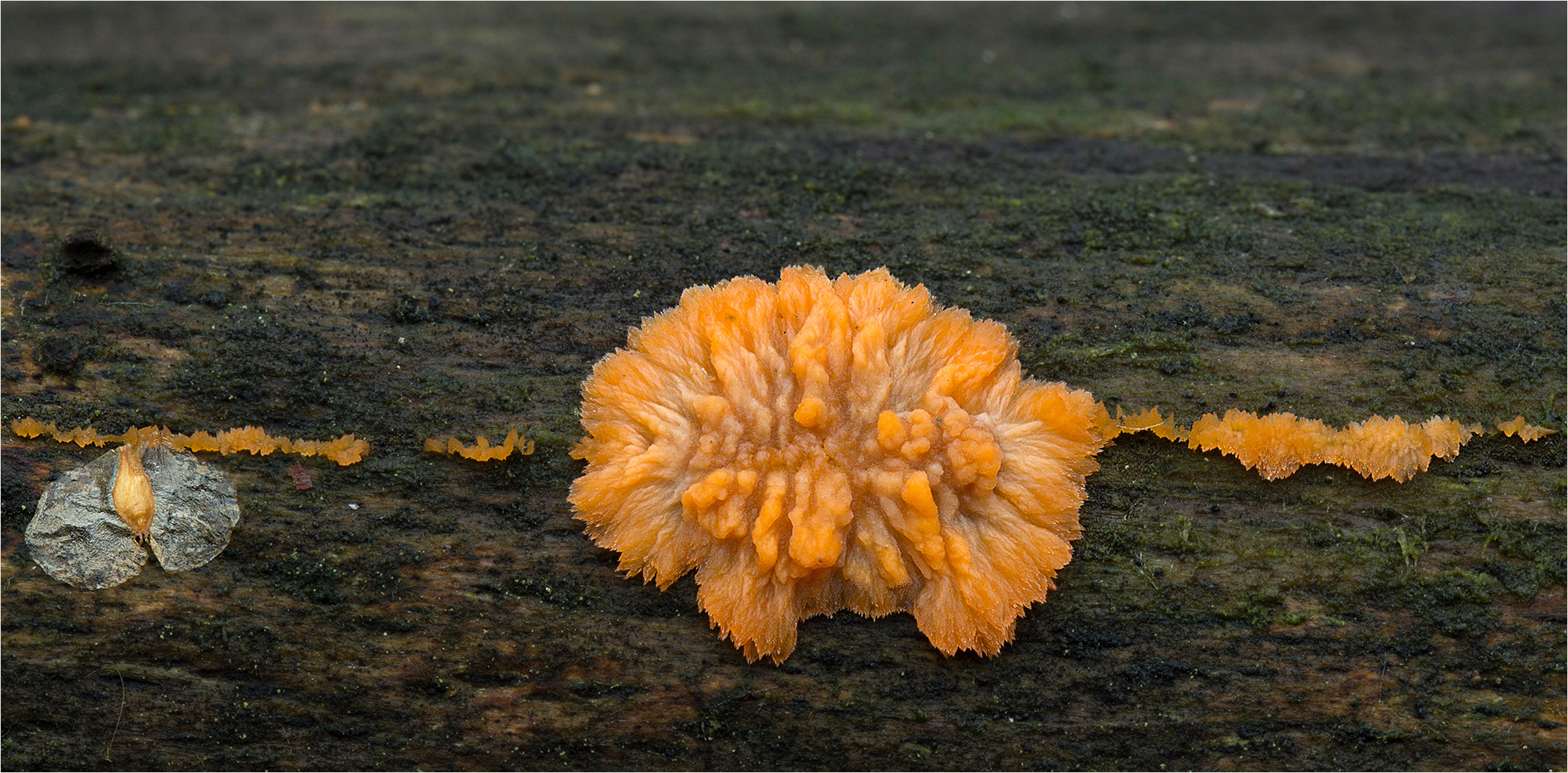 Orangeroter Kammpilz (Phlebia radiata) 