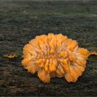 Orangeroter Kammpilz (Phlebia radiata) 