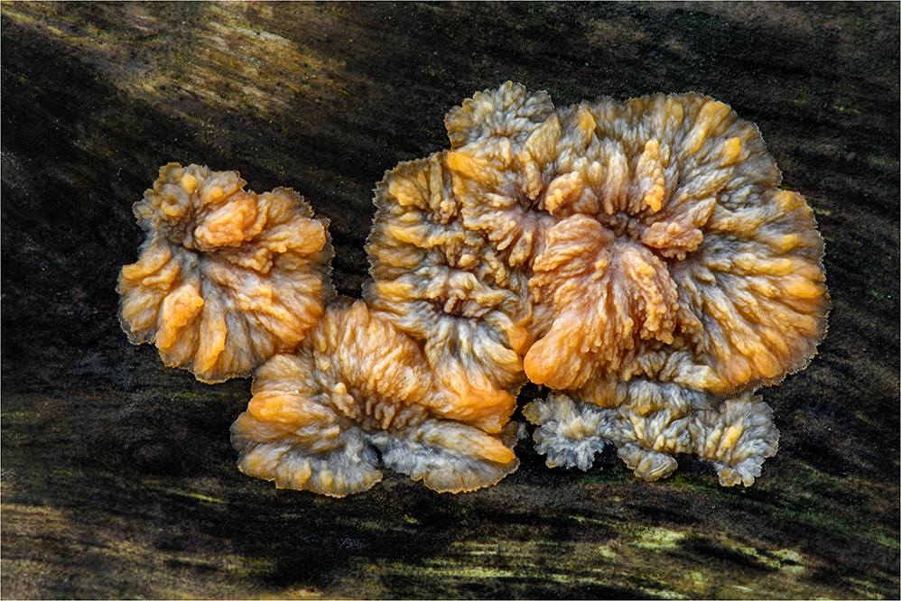 Orangeroter Kammpilz (Phlebia radiata)