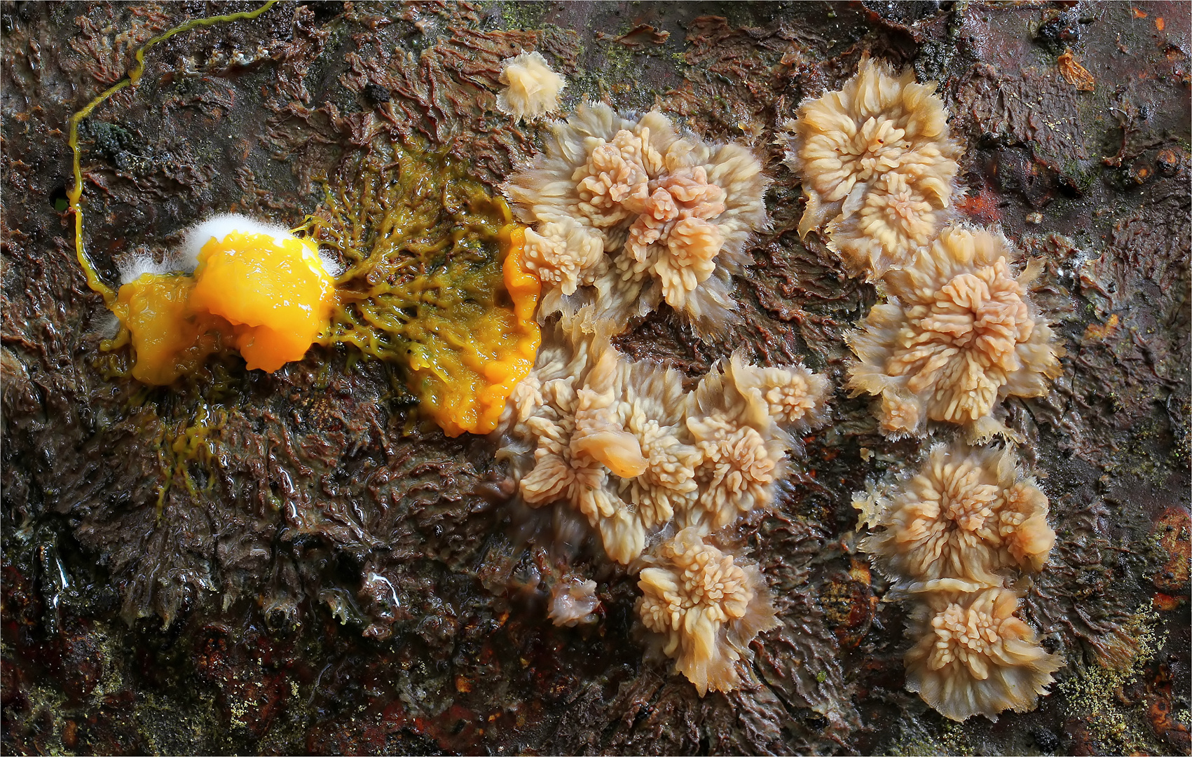 Orangeroter Kammpilz (Phlebia radiata)