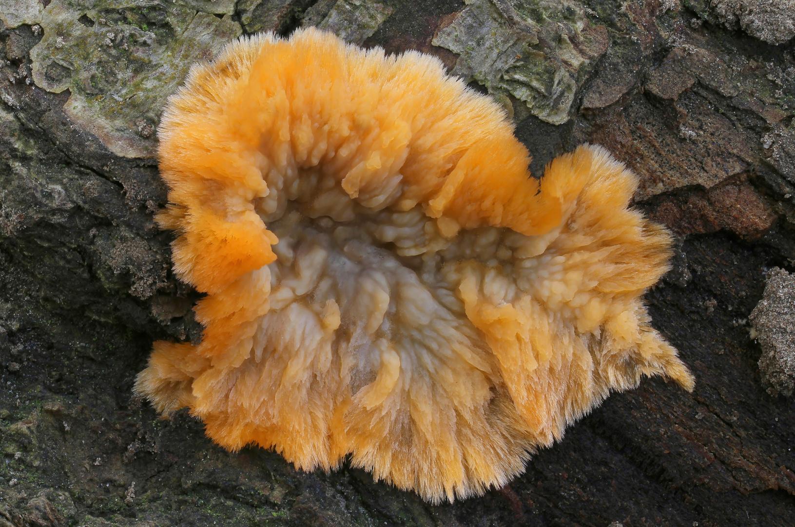 Orangeroter Kammpilz-Phlebia radiata