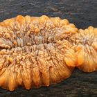 Orangeroter Kammpilz-Phlebia radiata