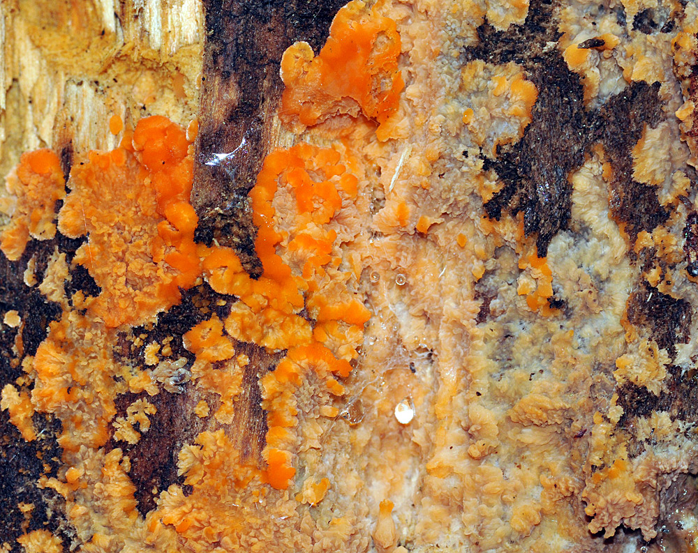 Orangeroter Kammpilz – vermutlich