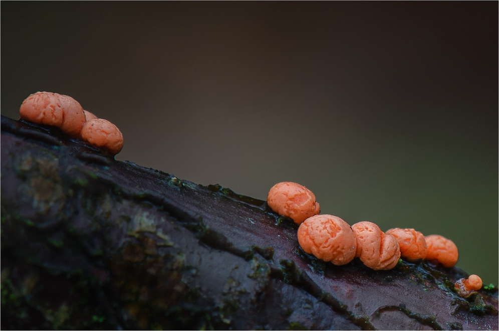 Orangeroter Pustelpilz