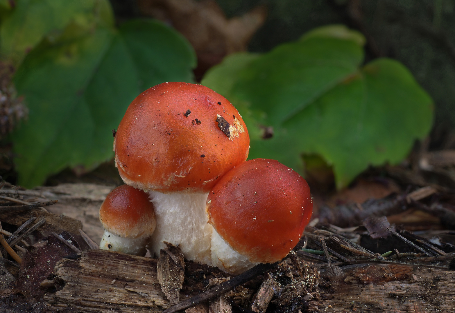 Orangeroter Träuschling