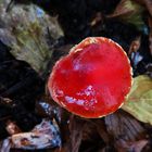 Orangeroter Träuschling in meinem Garten 