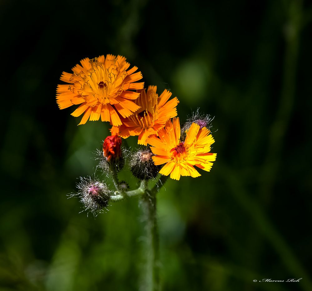 Orangerotes Habichtskraut Foto & Bild pflanzen, blüten, korbblütler