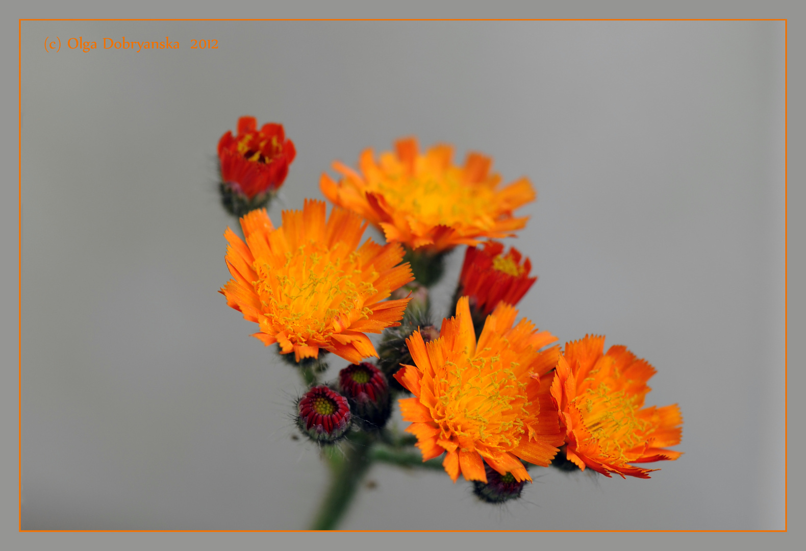 Orangerotes Habichtskraut (Hieracium aurantiacum)