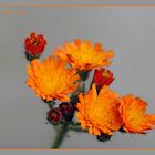 Orangerotes Habichtskraut (Hieracium aurantiacum)