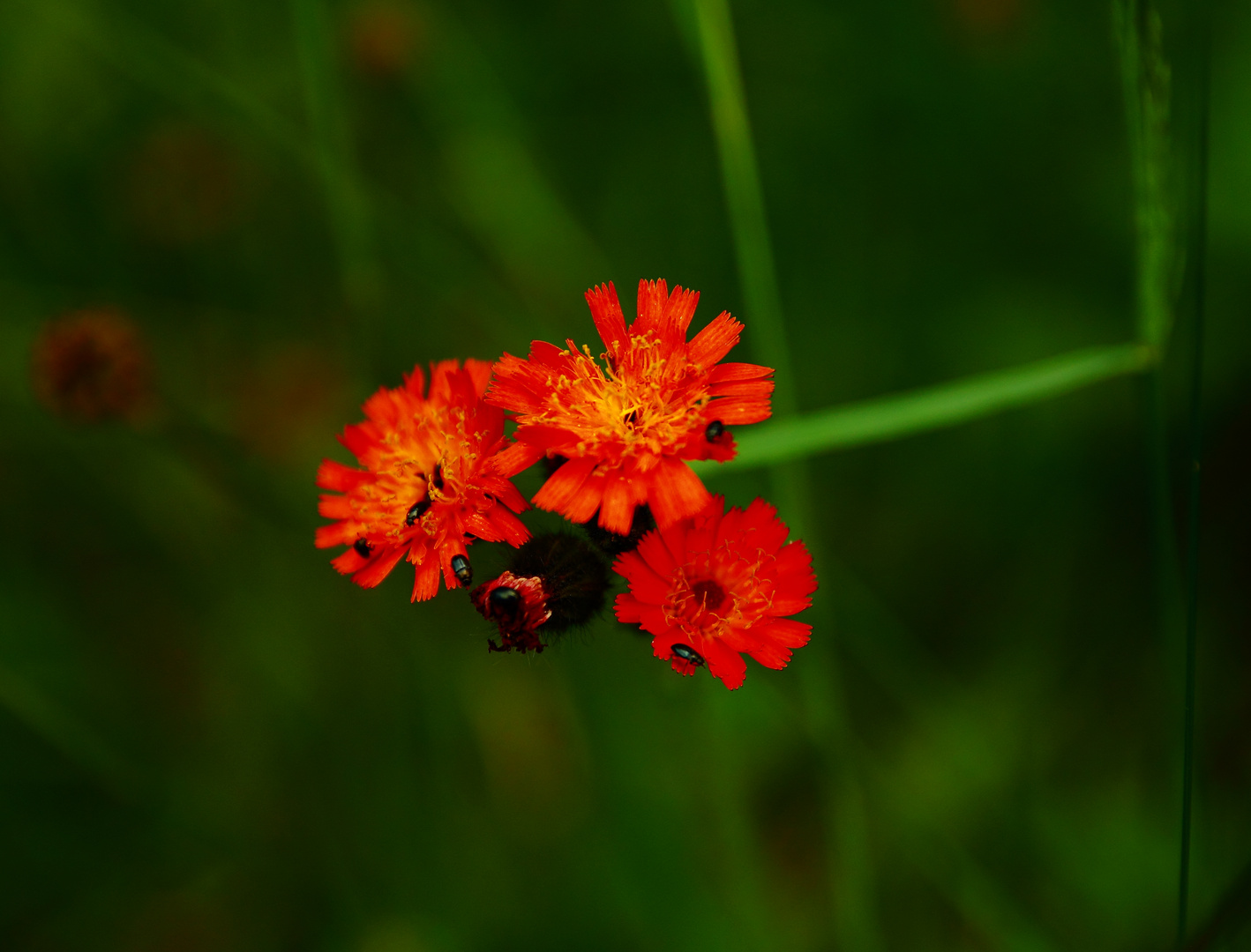 Orangerotes Habichtskraut - Hieracium aurantiacum