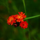 Orangerotes Habichtskraut - Hieracium aurantiacum