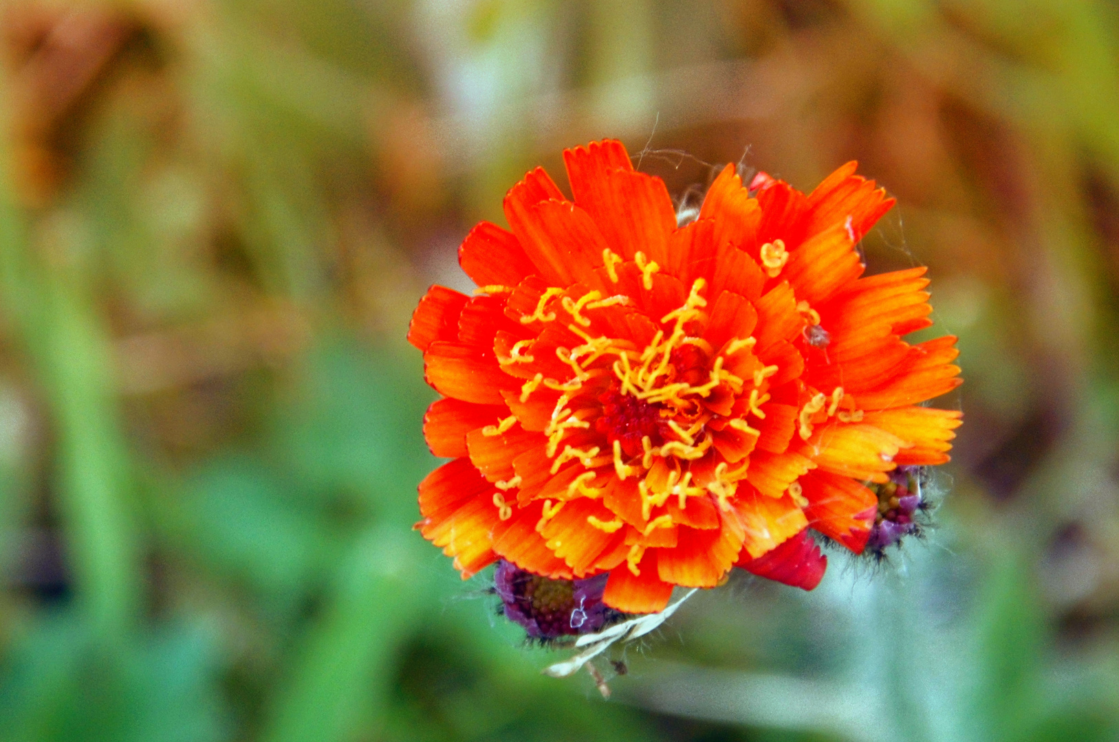 Orangerotes Habichtskraut (Hieracium aurantiacum)