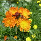 Orangerotes Habichtskraut (Hieracium aurantiacum)