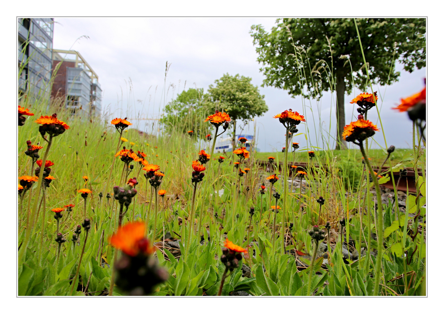 Orangerotes Habichtskraut (Hieracium aurantiacum)