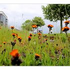 Orangerotes Habichtskraut (Hieracium aurantiacum)