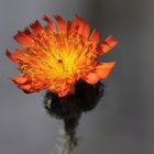 Orangerotes Habichtskraut (Hieracium aurantiacum)