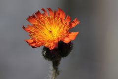 Orangerotes Habichtskraut (Hieracium aurantiacum)