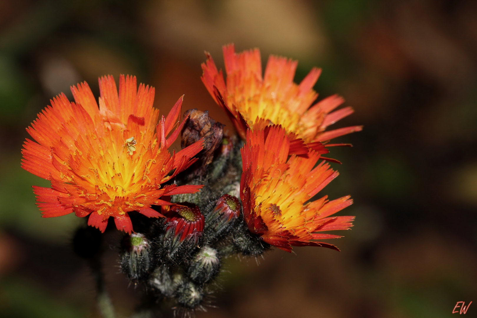 Orangerotes Habichtskraut (Hieracium aurantiacum)