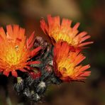 Orangerotes Habichtskraut (Hieracium aurantiacum)