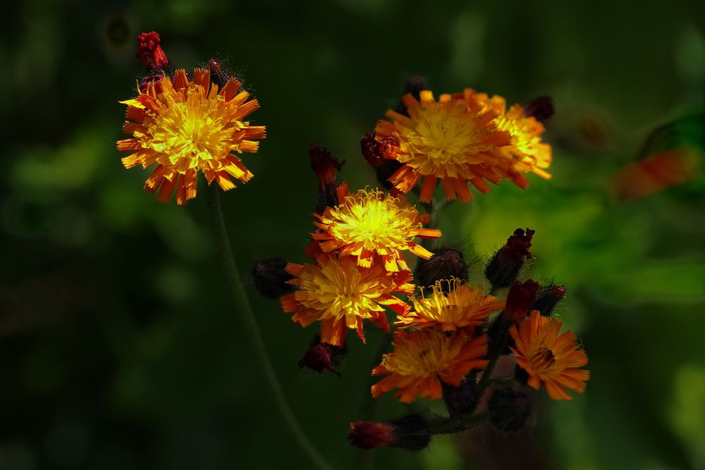 Orangerotes Habichtskraut (Hieracium aurantiacum).